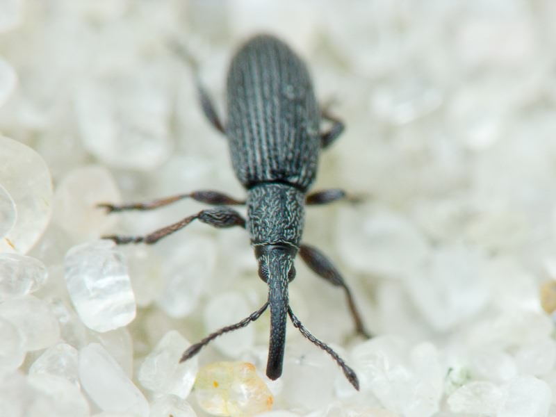 Ceratapion (Angustapion) transsylvanicum (Schilsky, 1906)